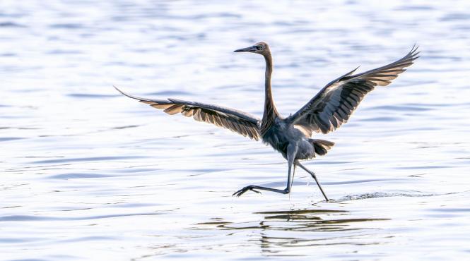 egreta zbor 38 ore fara intrerupere australia papua noua guinee