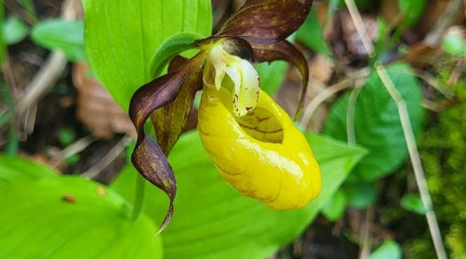 orhidee salbatica padure parcul natural muntii maramuresului