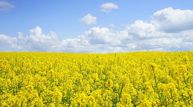 fermierii romani securitate alimentara cultivare rapita