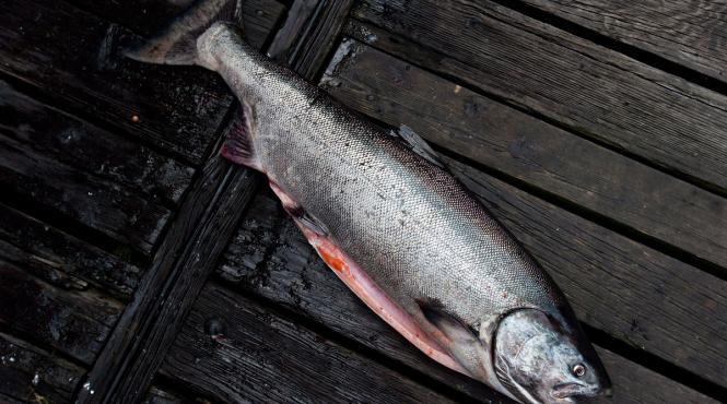 somonul turcesc noul aur roz marea neagra