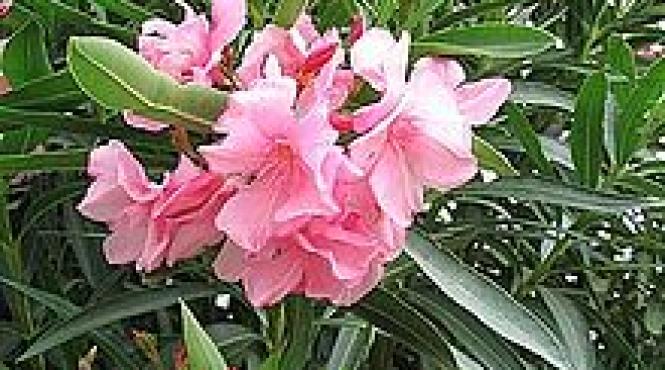 3 plante interior feresti frumoase dar extrem toxice