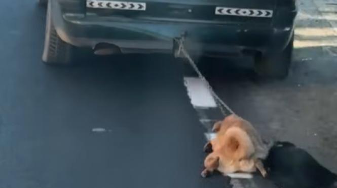 cruzime fara margini caini legati masina tarati drum maglavit dolj