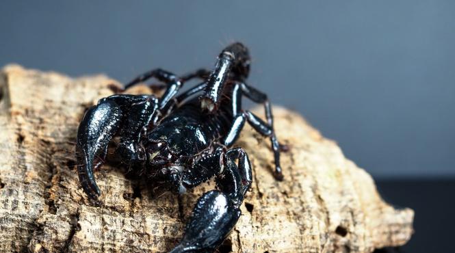 veninul scorpion amazonian ucidere celulele canceroase