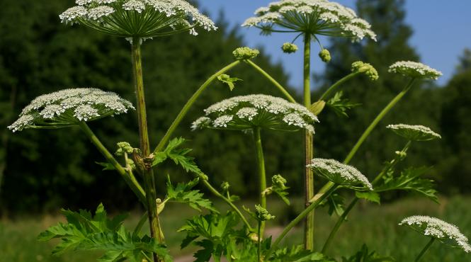 umbra mortii branca ursului uriasa planta arde pielea mutileaza locuri gaseste romania