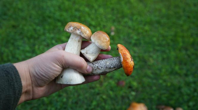 ciuperci otravitoare intoxicatii medici