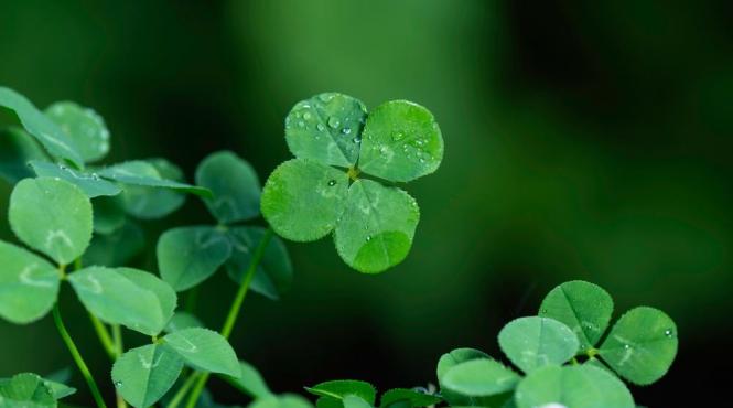 ce inseamna cand gasesti trifoi patru foi