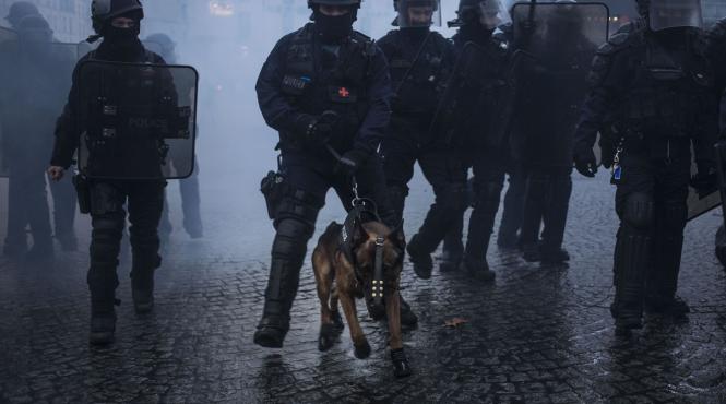 caine politist italian ucis carnati umpluti cuie semn razbunare