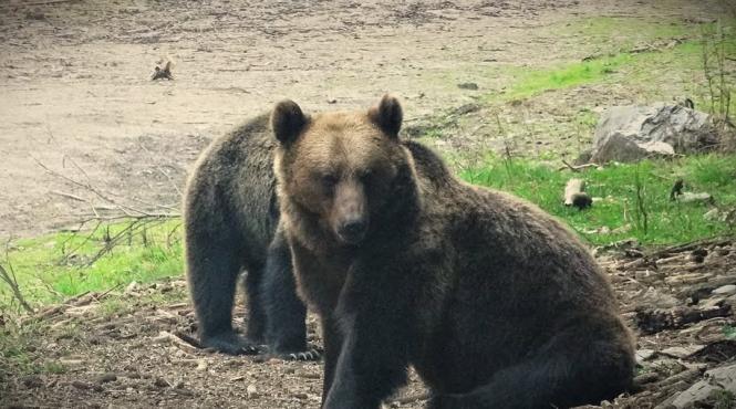lupii si ursii au provocat pagube de peste 850 000 lei in judetul mures statul bun de plata