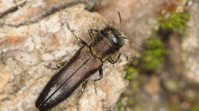 insecta arbori parc natural apuseni