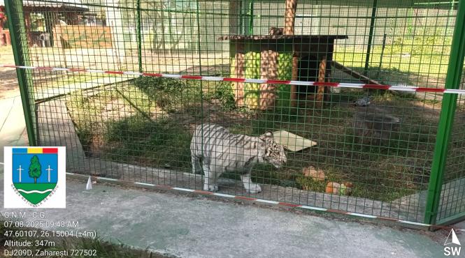 primul ligru romania menajerie fara autorizatie suceava imperechere intre specii