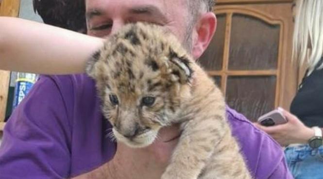 ligru suceava ansvsa