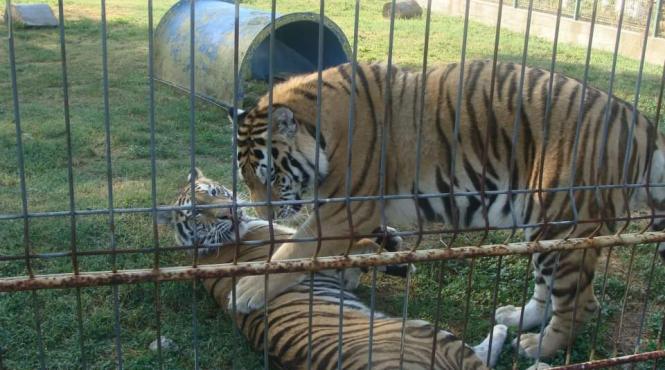 gradina zoologica pagube vreme