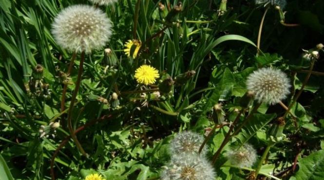 planta proprietati miraculoase sistemul digestiv