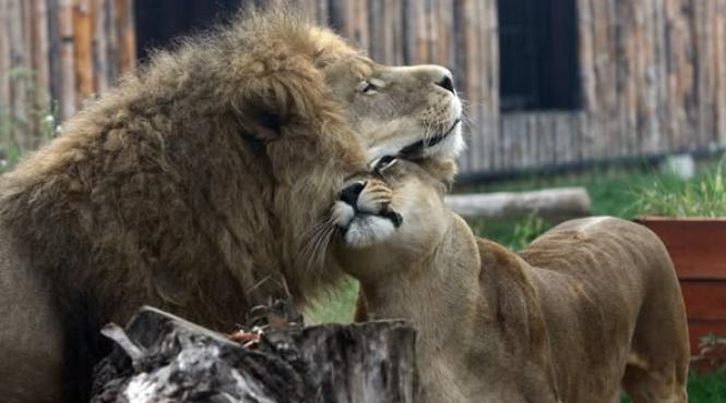 pmb gradina zoologica redeschisa