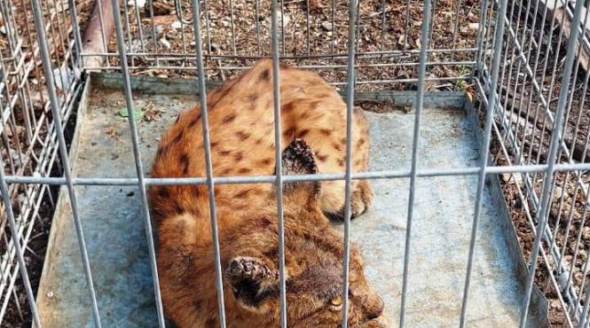 ras gorj curte jandarmi