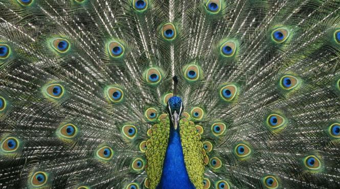 descoperire revolutionara fascicule lumina laser ascunse penele paunilor