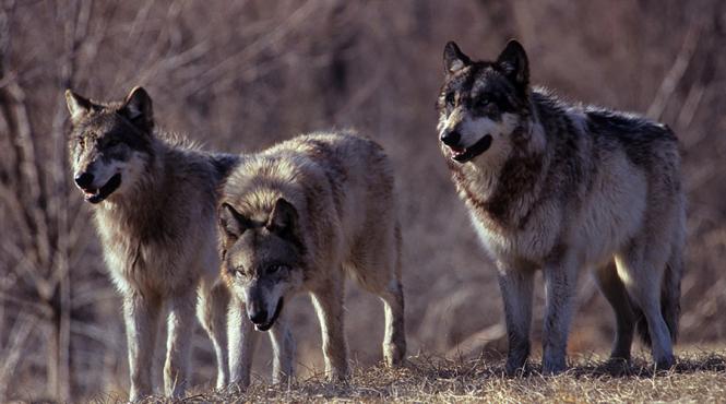 guvernul taie cheltuieli ministerul mediului despagubiri animale salbatice