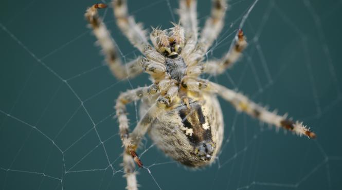 cum scapi paianjeni solutii naturale