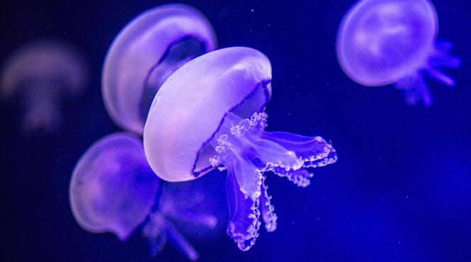 turist descoperire specie disparuta meduza langa piscinele naturale hebride