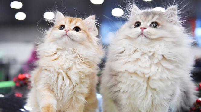 pisicile nu iubesc apa iata de ce