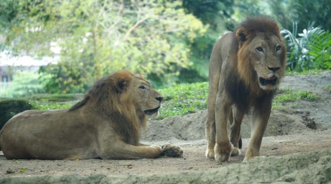 portalul leului 8 august miracole tarot horoscop 2025