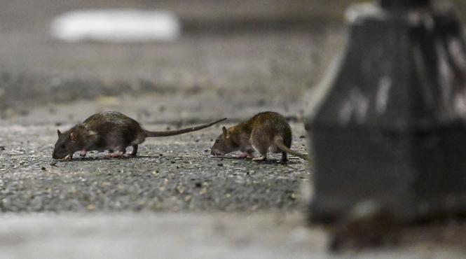 sobolanii gigantici invazie marile orase lume exemplar 56 cm gasit anglia