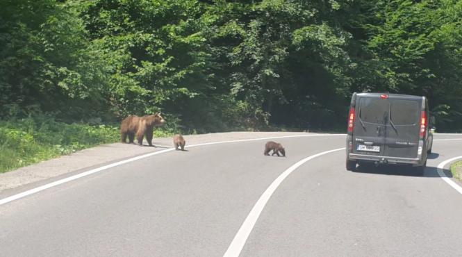 ursoaica pui baia sprie