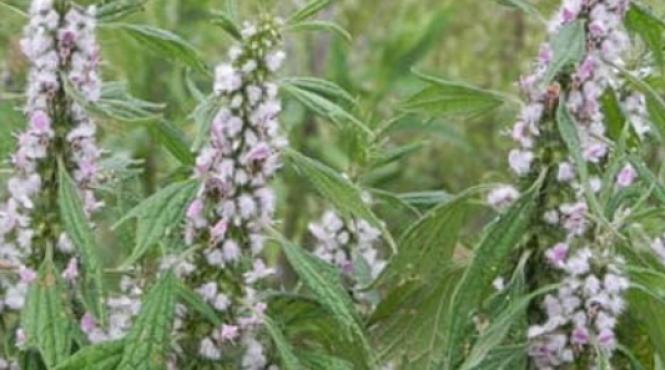 talpa gastei planta minune care calmeaza nu doar oamenii ci si animalele