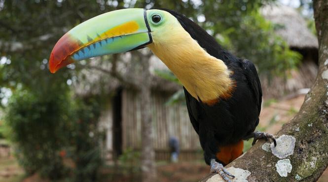 paradis atlantic costarica