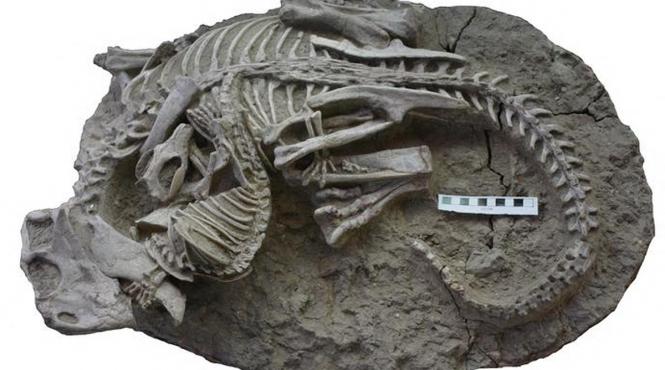 fosila mic mamifer era dinozaurilor descoperita patagonia chiliana