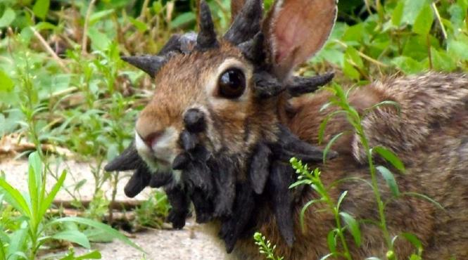 iepurii cu coarne colorado numiti iepurasi frankenstein