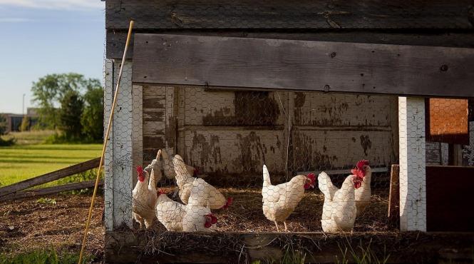 guvern drone amendare soproane cotete gaini fara autorizatie