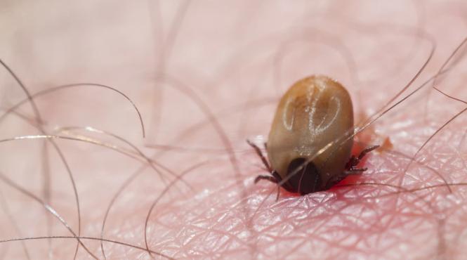 boala lyme cand muscatura capusa devine amenintare serioasa