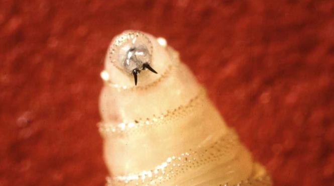 musca parazita victima sua