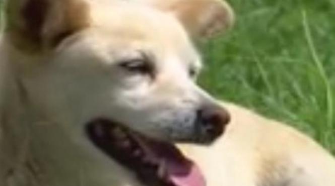 poveste emotionanta cavnic caine asteapta stapana 5 ani fata spitalului