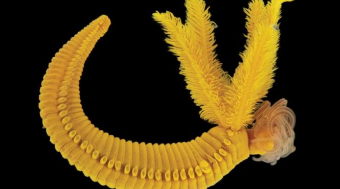 vierme paralvinella hessleri pigment galben toxic rembrandt cezanne