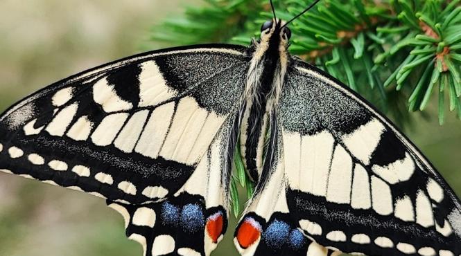 fluturele coada randunicii specie periclitata in romania surprins in muntii bucegi