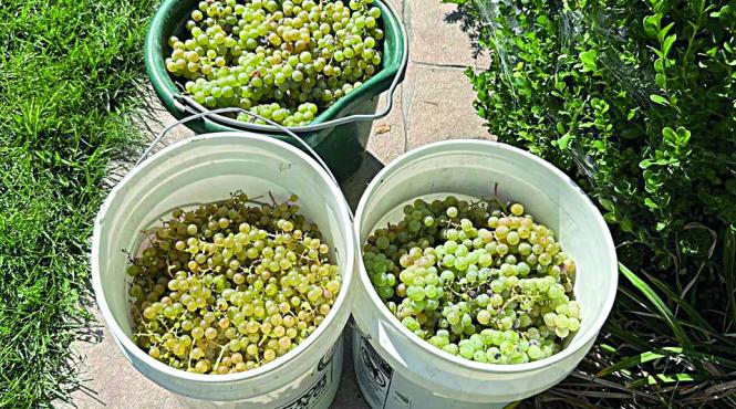 detroit ferma economie recolte