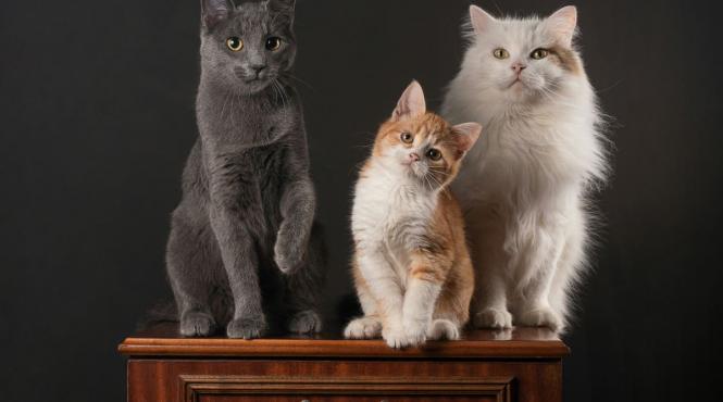 horoscop rasa pisica luna nastere