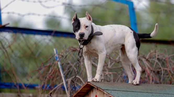 femeie ucisa propriul caine american bully caras severin animal omorat