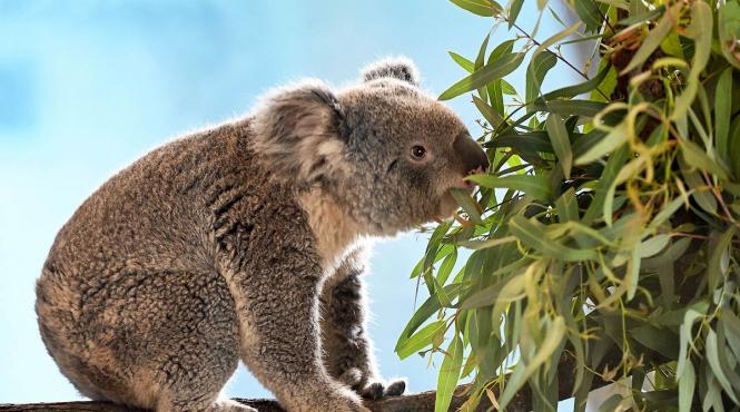 australia aprobare primul vaccin din lume combatere epidemia chlamydia la koala