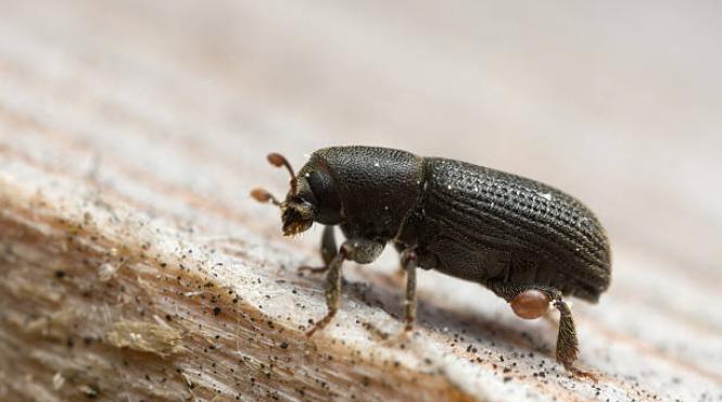 suspiciuni sabotaj national insecta gandacul de scoarta arbori europa