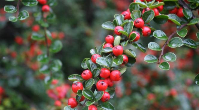 infectiile urinare tratamente naturale sprijina vindecarea