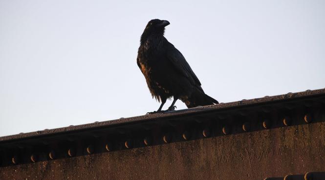 corbii perceptie trecerea timpului