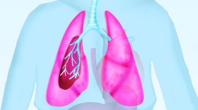 plamani varsta sanatate imbatranire imunitate