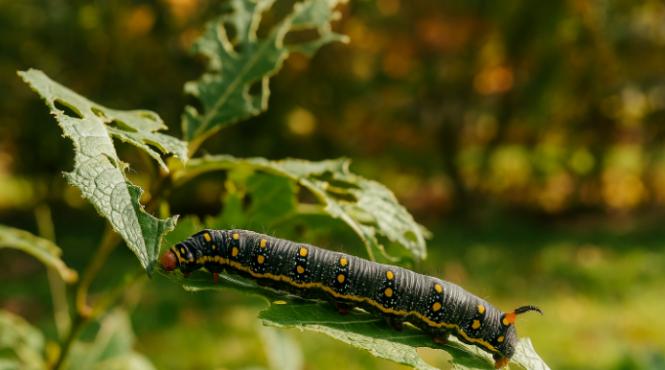 invazia omizilor scapa de ele rapid si sigur ghid practic pentru gradinari