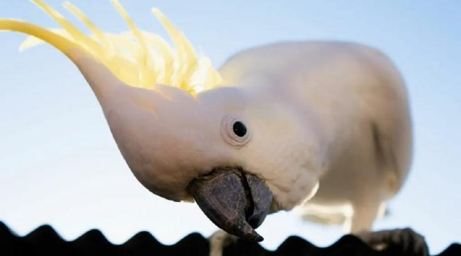 cuiburi artificiale cacaduti pe cale de disparitie hong kong