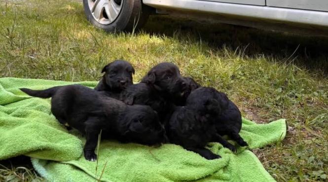 catelusi salvati politisti sac innodat abandonat prapastie