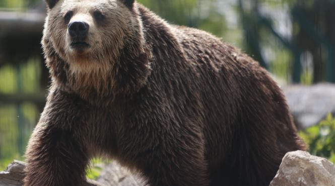 locuitori toplita treziti plina noapte mesajul ro alert aparitie urs