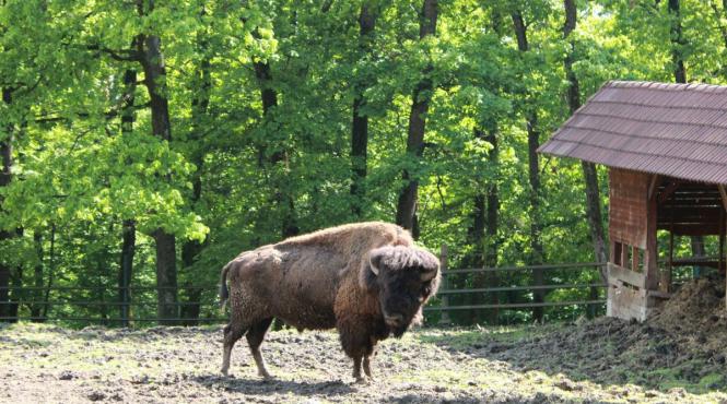 tragedie in muntii tarcu 21 de zimbri au murit din cauza unei infestari parazitare masive